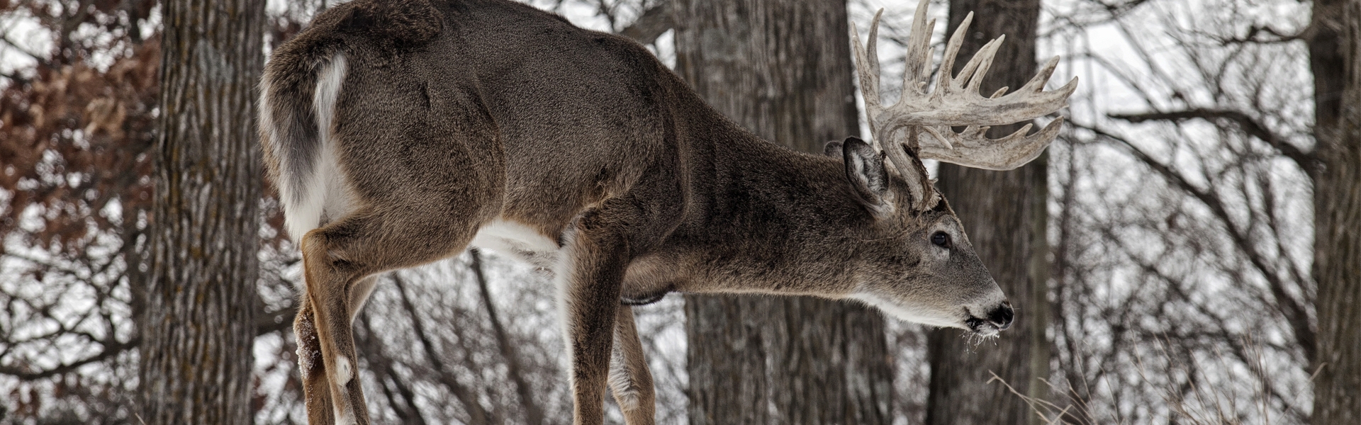 Trophy Whitetail Deer Hunts in Oklahoma